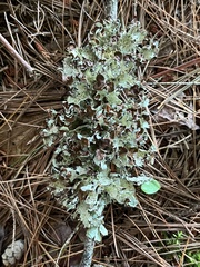 Platismatia tuckermanii