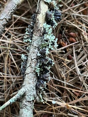 Platismatia tuckermanii