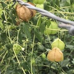 Cardiospermum halicacabum