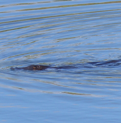 Ornithorhynchus anatinus