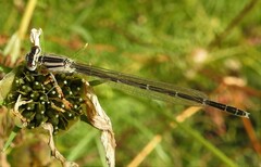 Enallagma carunculatum