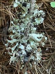 Platismatia tuckermanii