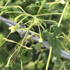 Cardiospermum halicacabum