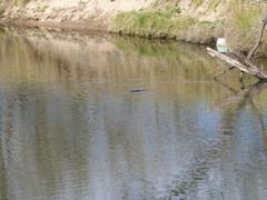 Ornithorhynchus anatinus