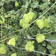 Cardiospermum halicacabum