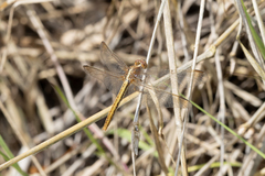 Diplacodes haematodes