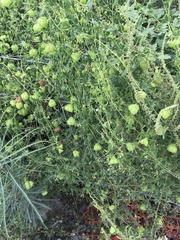 Cardiospermum halicacabum