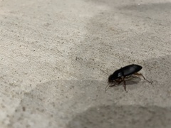 Pseudoophonus