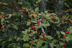 Ilex verticillata