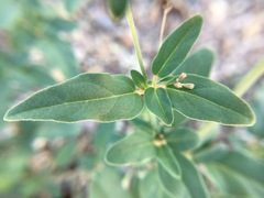 Boerhavia erecta