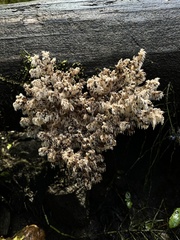 Hericium coralloides