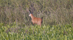 Blastocerus dichotomus
