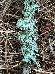 Hypogymnia physodes