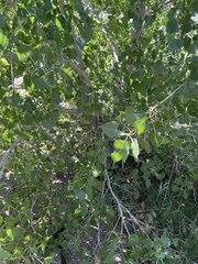 Populus fremontii