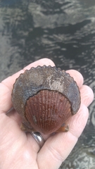 Argopecten irradians