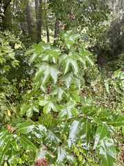 Kalopanax septemlobus