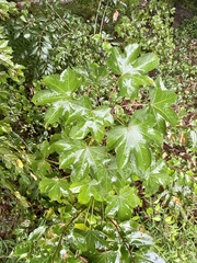 Kalopanax septemlobus