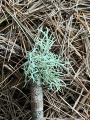 Evernia mesomorpha
