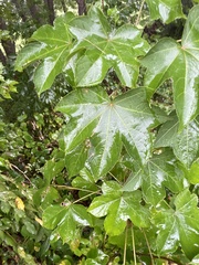 Kalopanax septemlobus