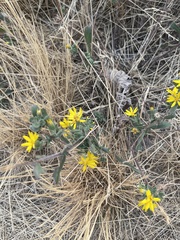 Heterotheca villosa