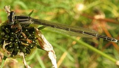 Enallagma carunculatum