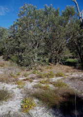 Hibbertia subvaginata