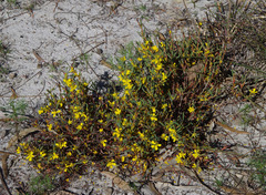 Hibbertia subvaginata