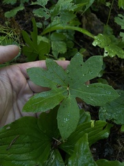 Petasites frigidus