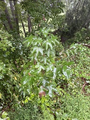 Kalopanax septemlobus