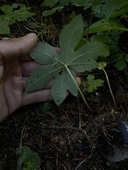 Petasites frigidus