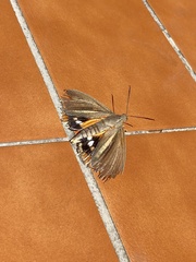 Paysandisia archon