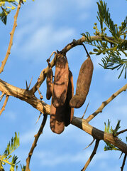 Vachellia sieberiana