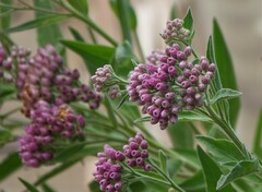 Pluchea odorata odorata