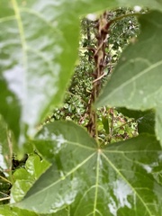 Kalopanax septemlobus