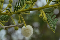 Vachellia sieberiana
