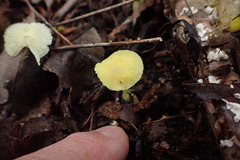 Entoloma murrayi