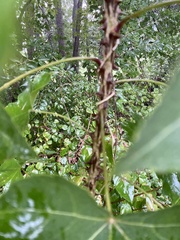 Kalopanax septemlobus