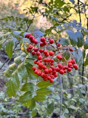 Sorbus scopulina