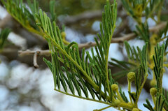 Vachellia sieberiana