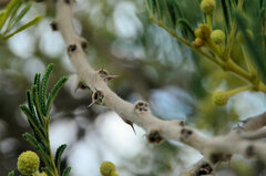 Vachellia sieberiana