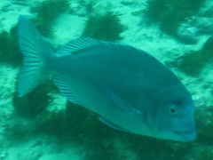 Polyamblyodon germanus