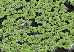 Azolla caroliniana
