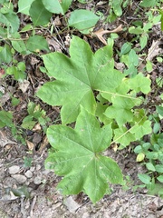 Kalopanax septemlobus