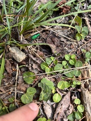 Cicindela sexguttata