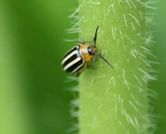 Disonycha glabrata