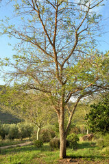 Vachellia sieberiana