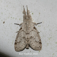 Noctuoidea