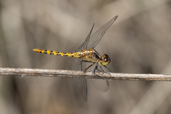 Diplacodes melanopsis