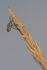 Chlorochroa