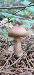 Cortinarius armillatus